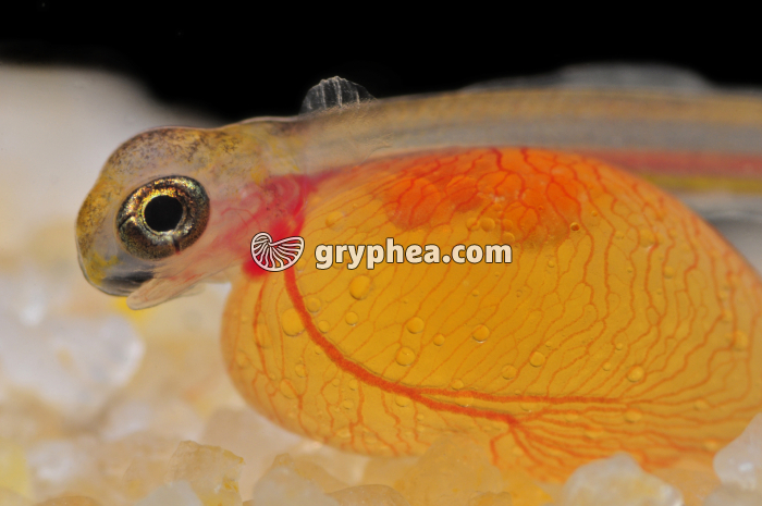 Truite - Vésicule vitelline d'un alevin de truite (détail) - gryphea.com